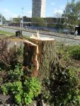 SALFORD PRECINCT TREE CULL